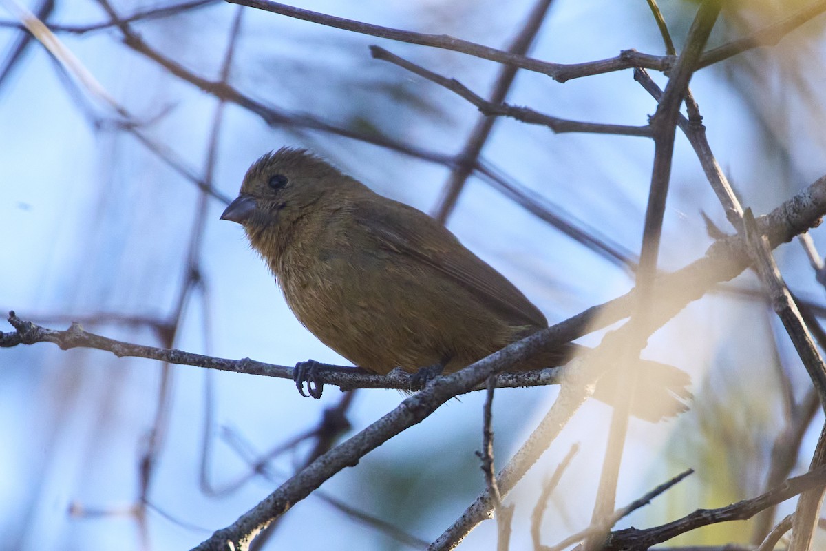 Blue Seedeater (Slate-blue) - ML615773484