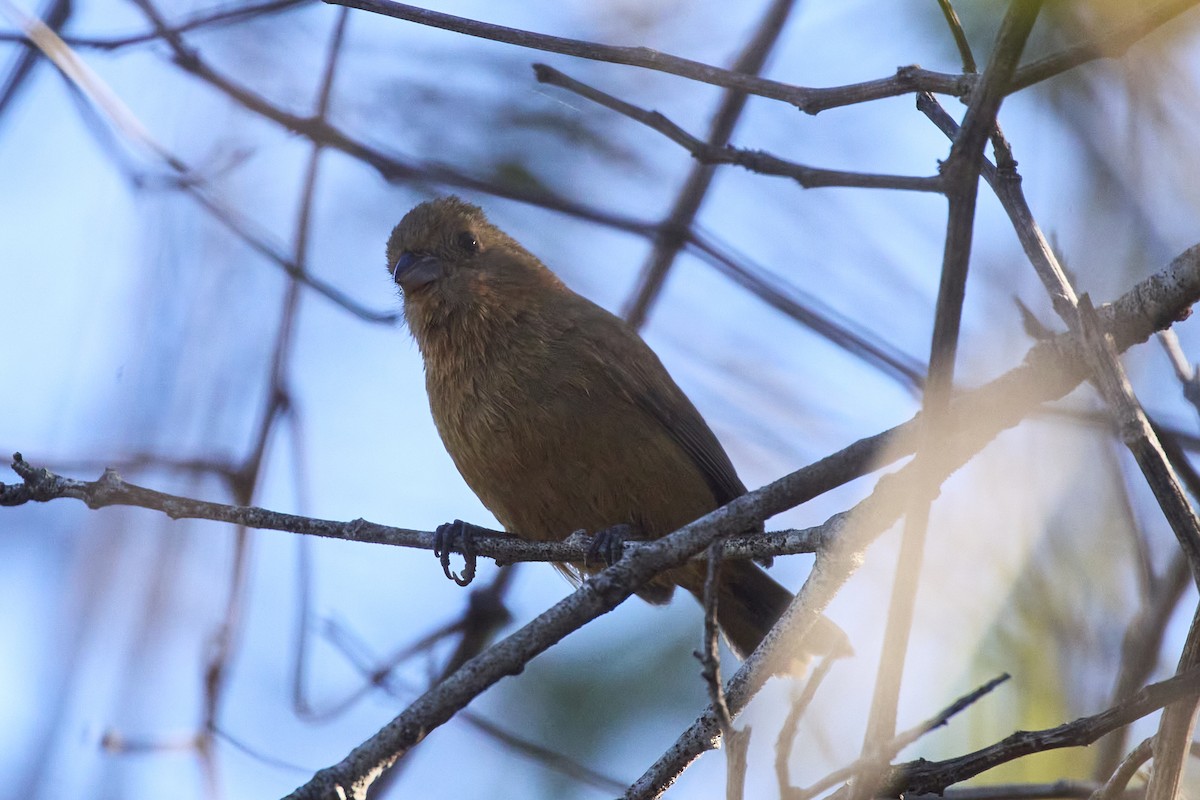 Blue Seedeater (Slate-blue) - ML615773485