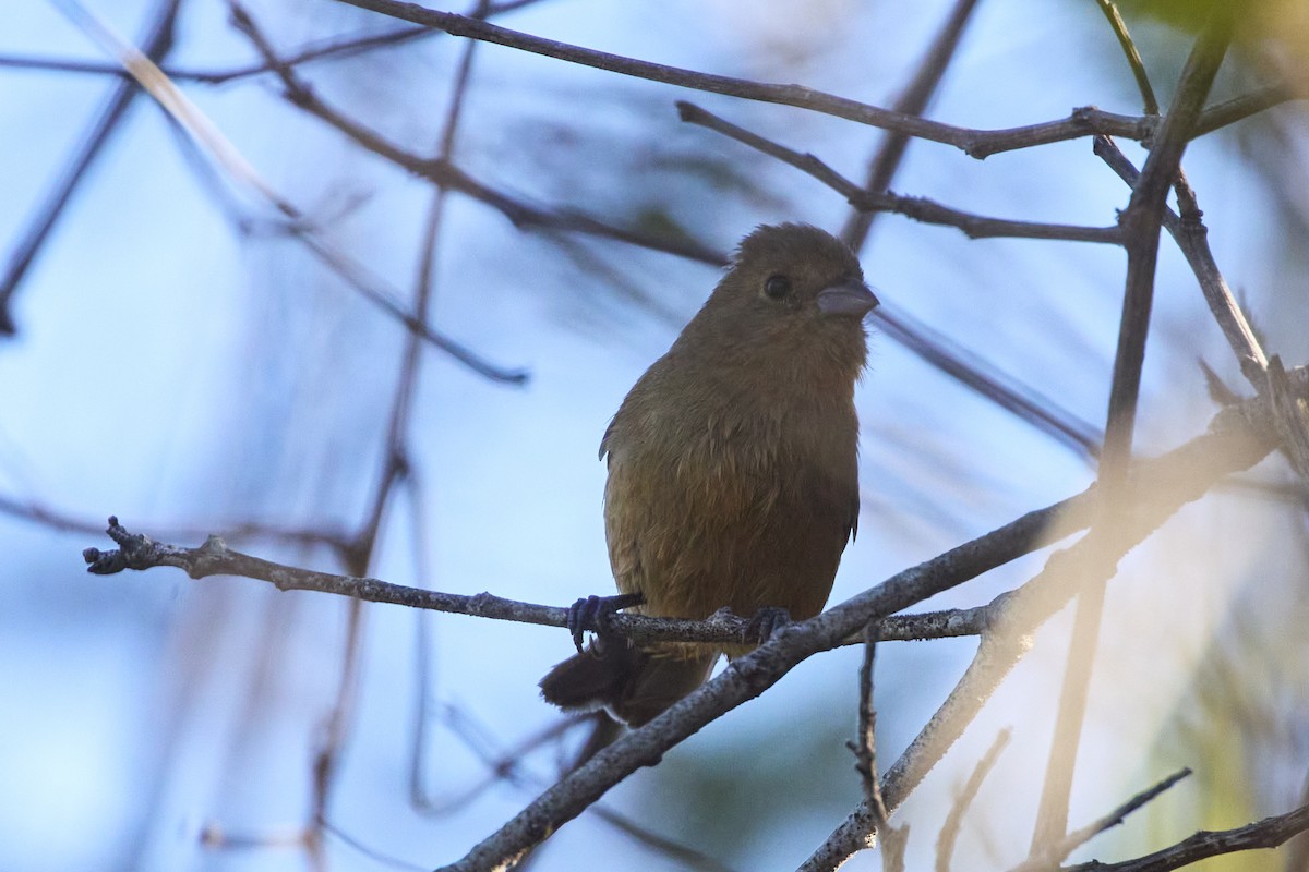 Blue Seedeater (Slate-blue) - ML615773486