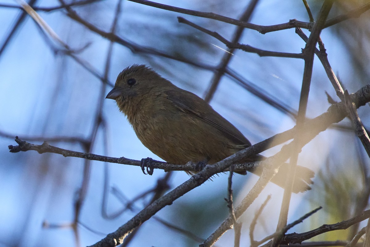 Blue Seedeater (Slate-blue) - ML615773487