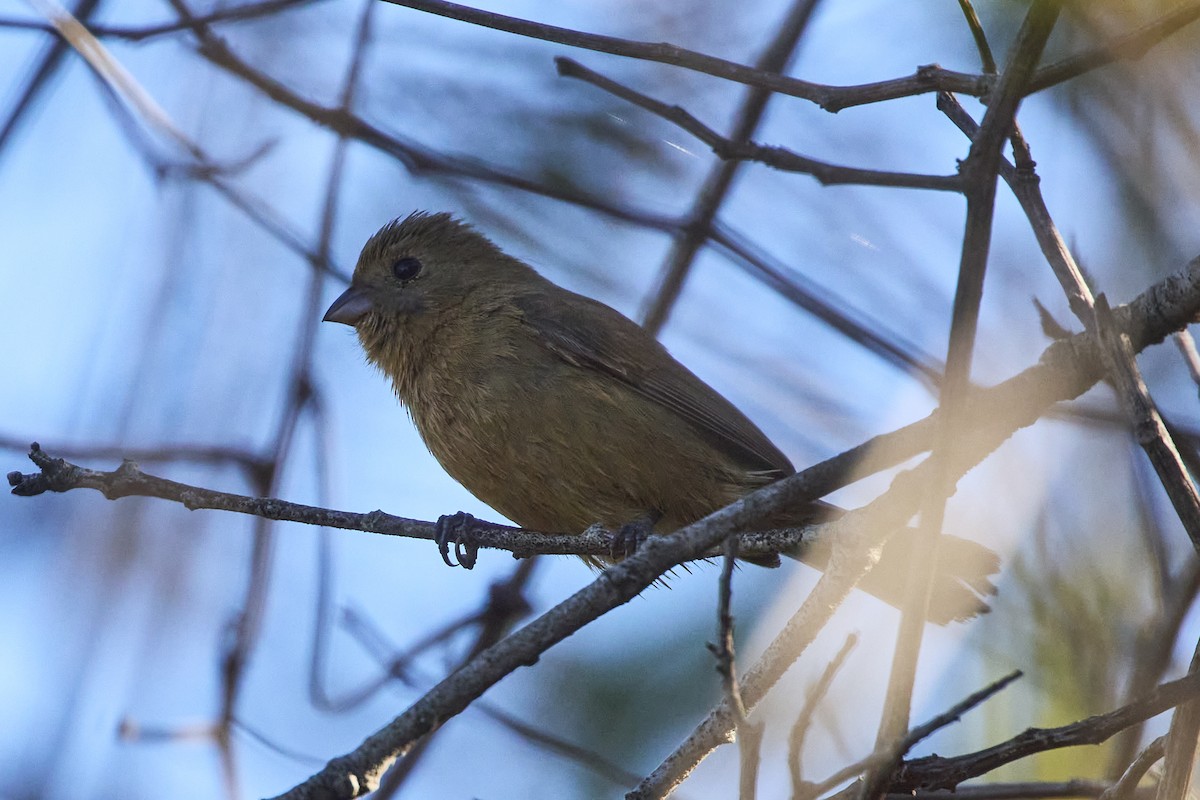 Blue Seedeater (Slate-blue) - Mark Stackhouse