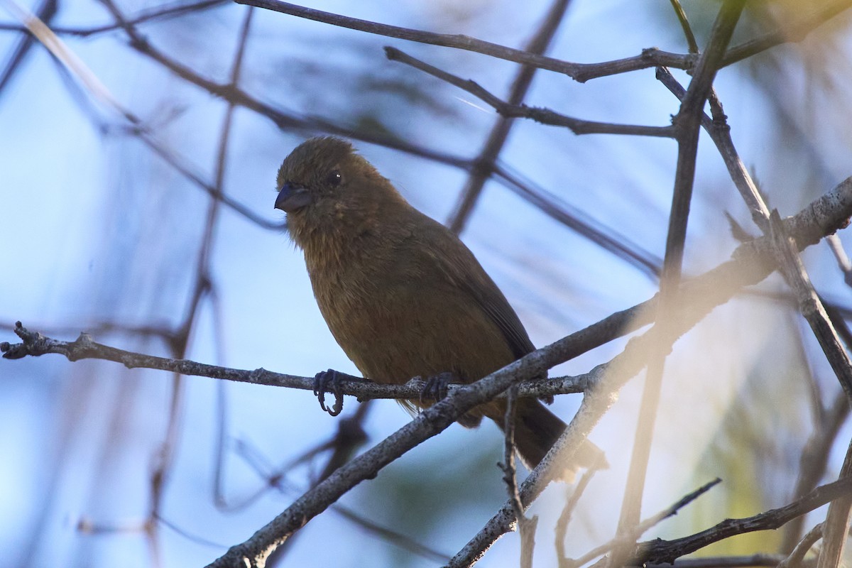 Blue Seedeater (Slate-blue) - ML615773489