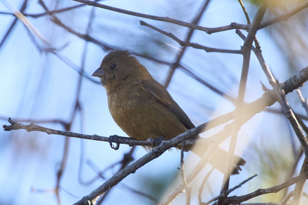 Blue Seedeater (Slate-blue) - ML615773490