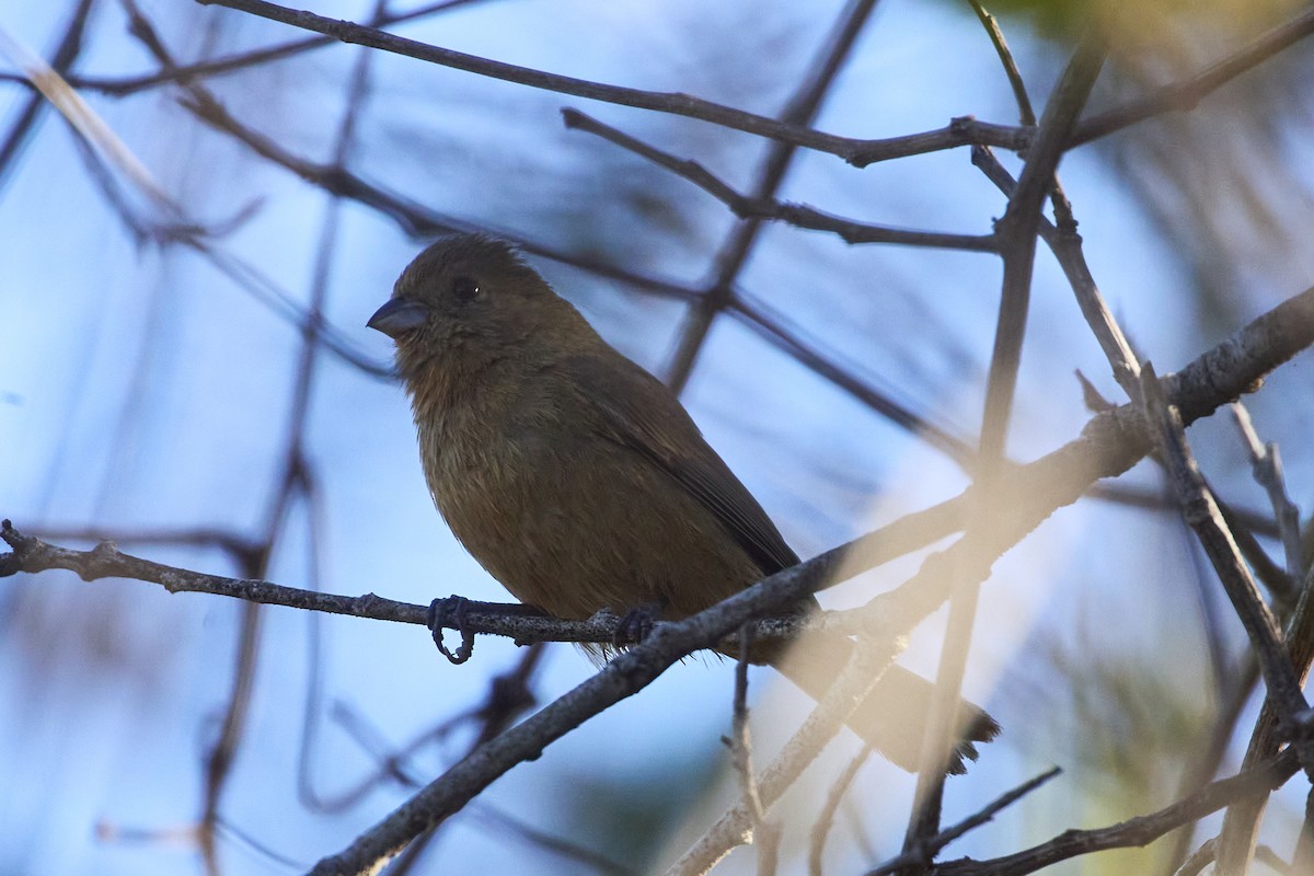 Blue Seedeater (Slate-blue) - Mark Stackhouse