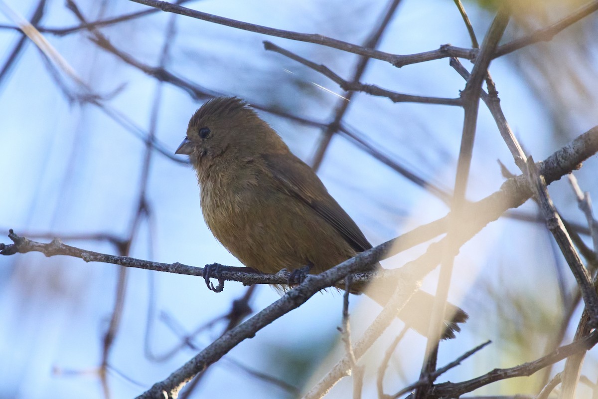 Blue Seedeater (Slate-blue) - Mark Stackhouse