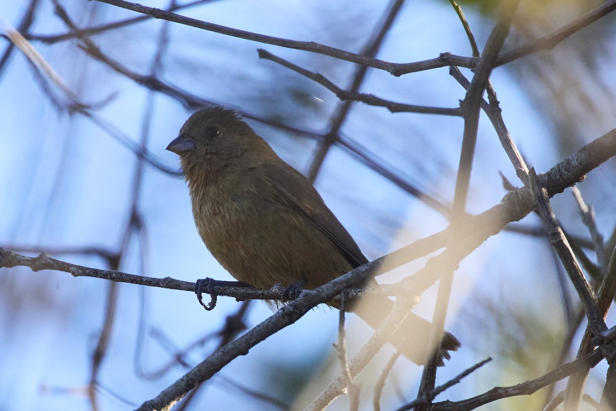 Blue Seedeater (Slate-blue) - ML615773493