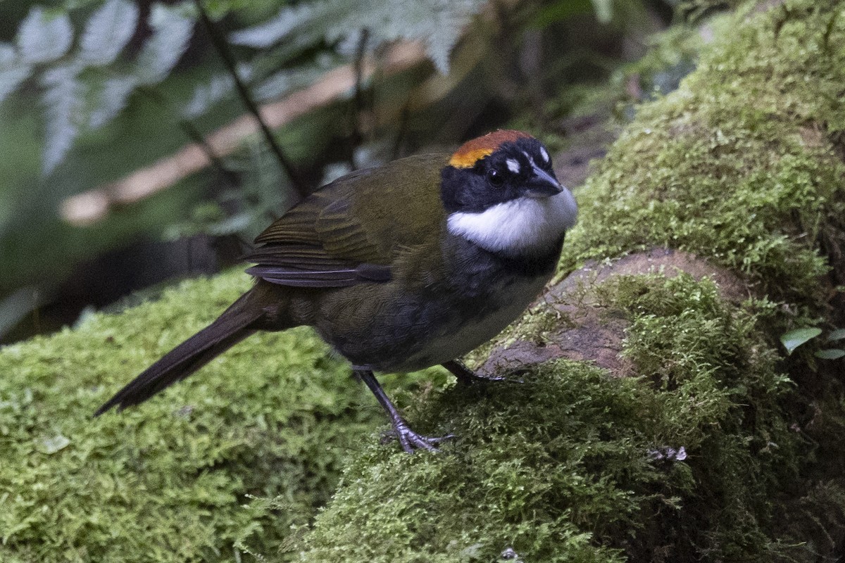 Chestnut-capped Brushfinch - ML615773499