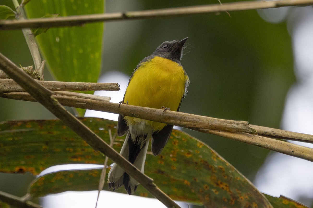 Черногорлая канделита - ML615773520