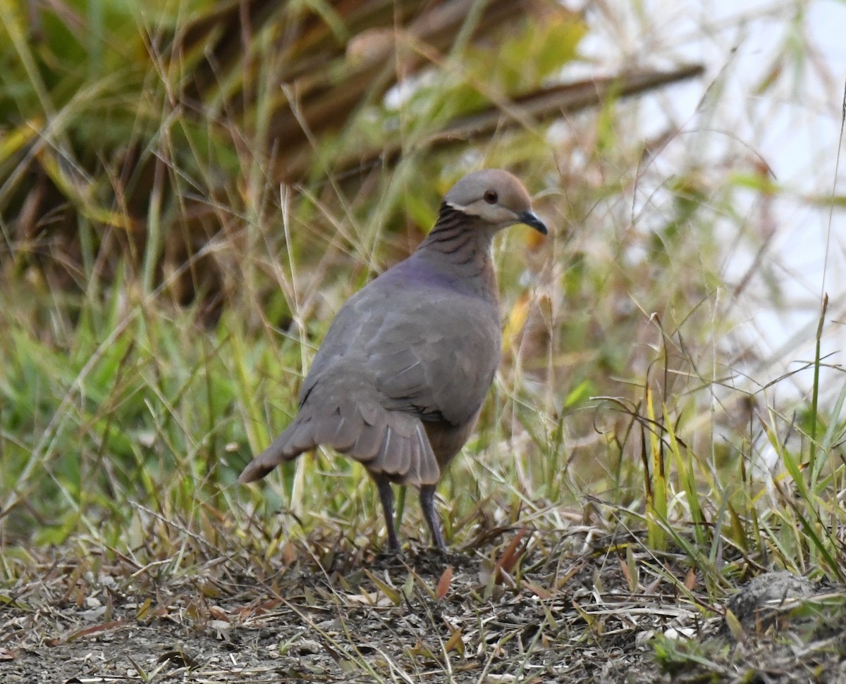 Lined Quail-Dove - ML615773548