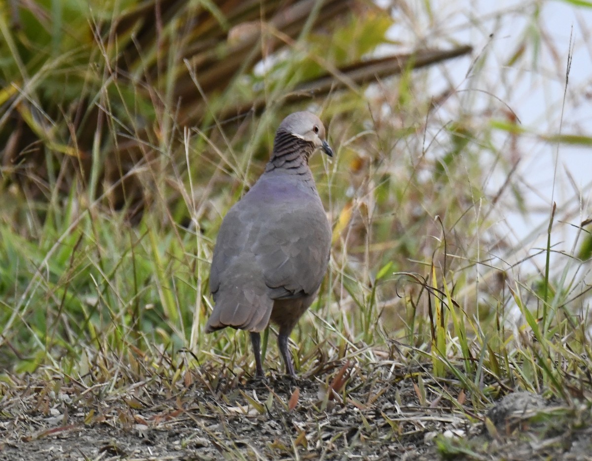 Lined Quail-Dove - ML615773555