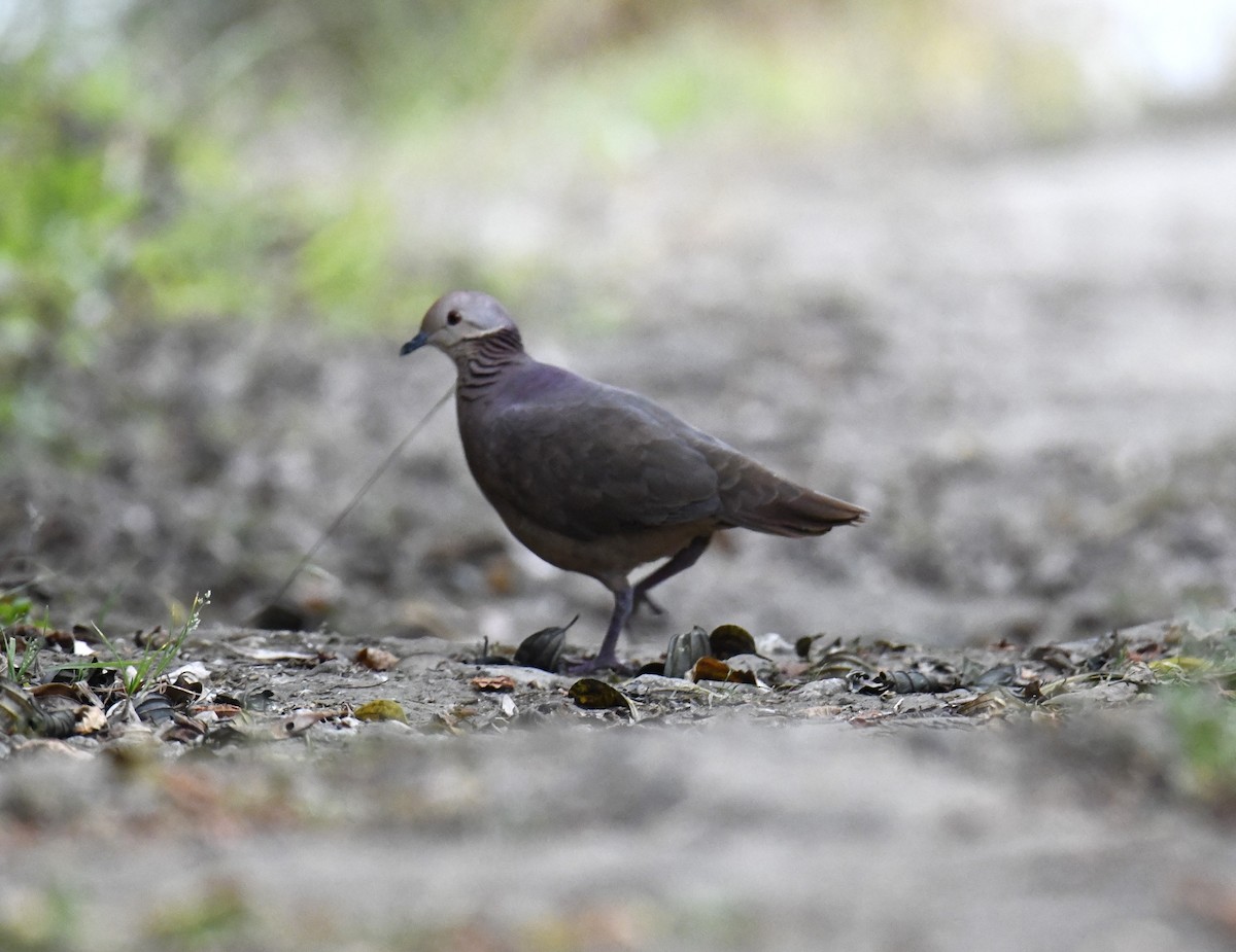 Lined Quail-Dove - Zachary Peterson