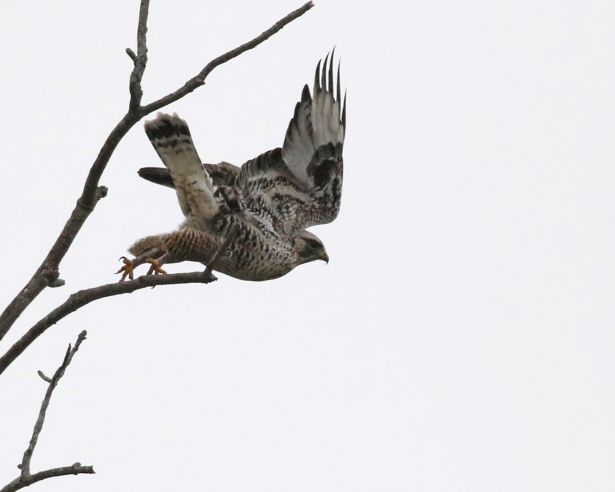 Rough-legged Hawk - ML615773576