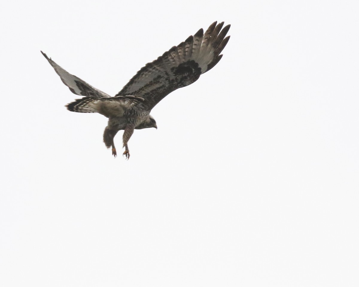 Rough-legged Hawk - ML615773577