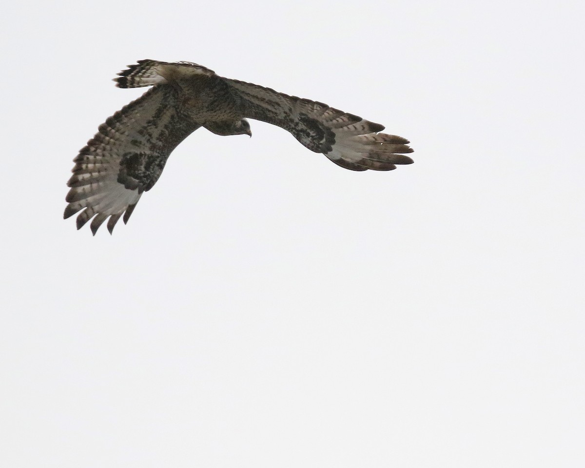 Rough-legged Hawk - ML615773578