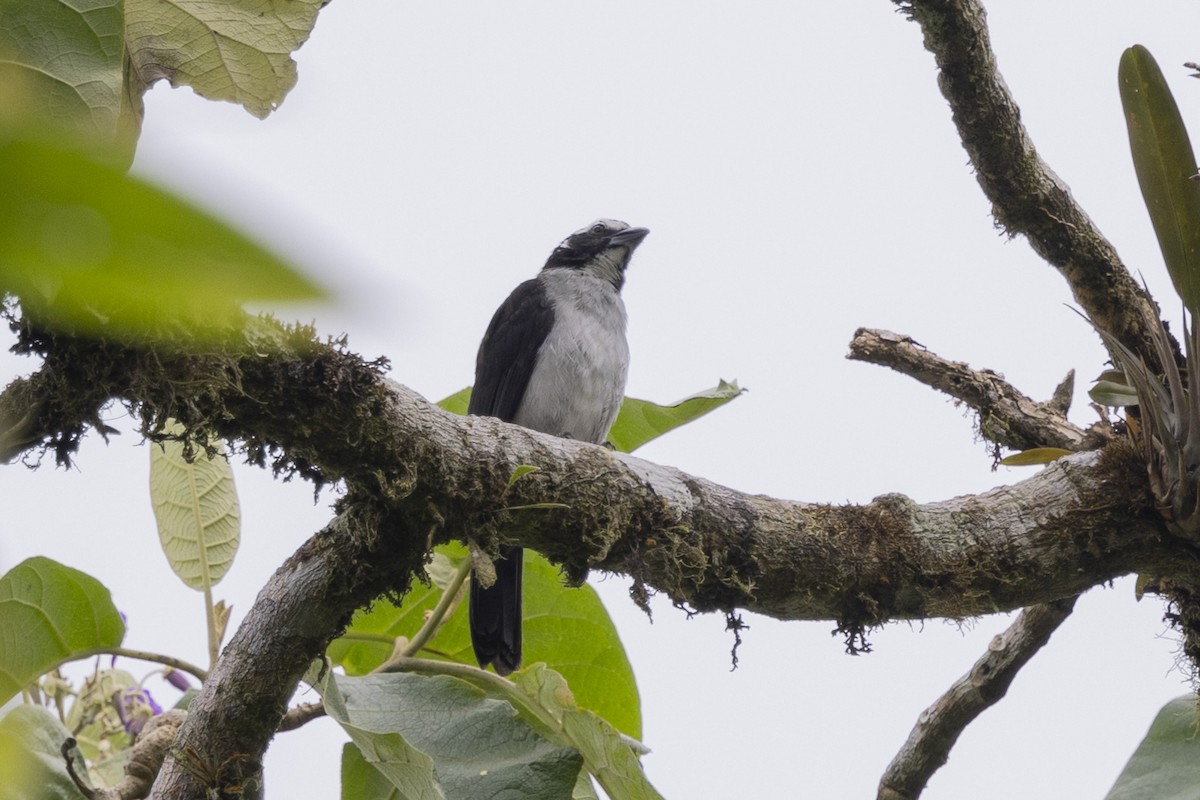 Saltator à ailes noires - ML615773579