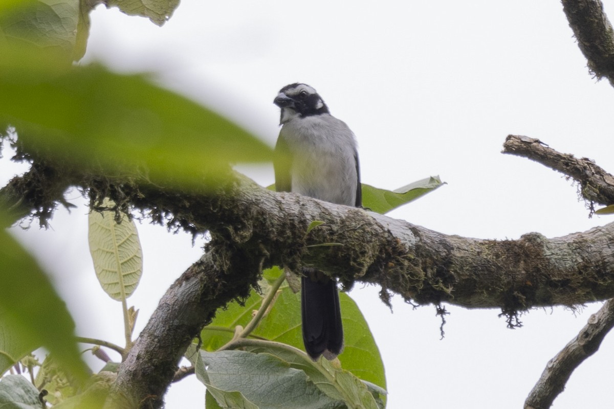 Saltator à ailes noires - ML615773581