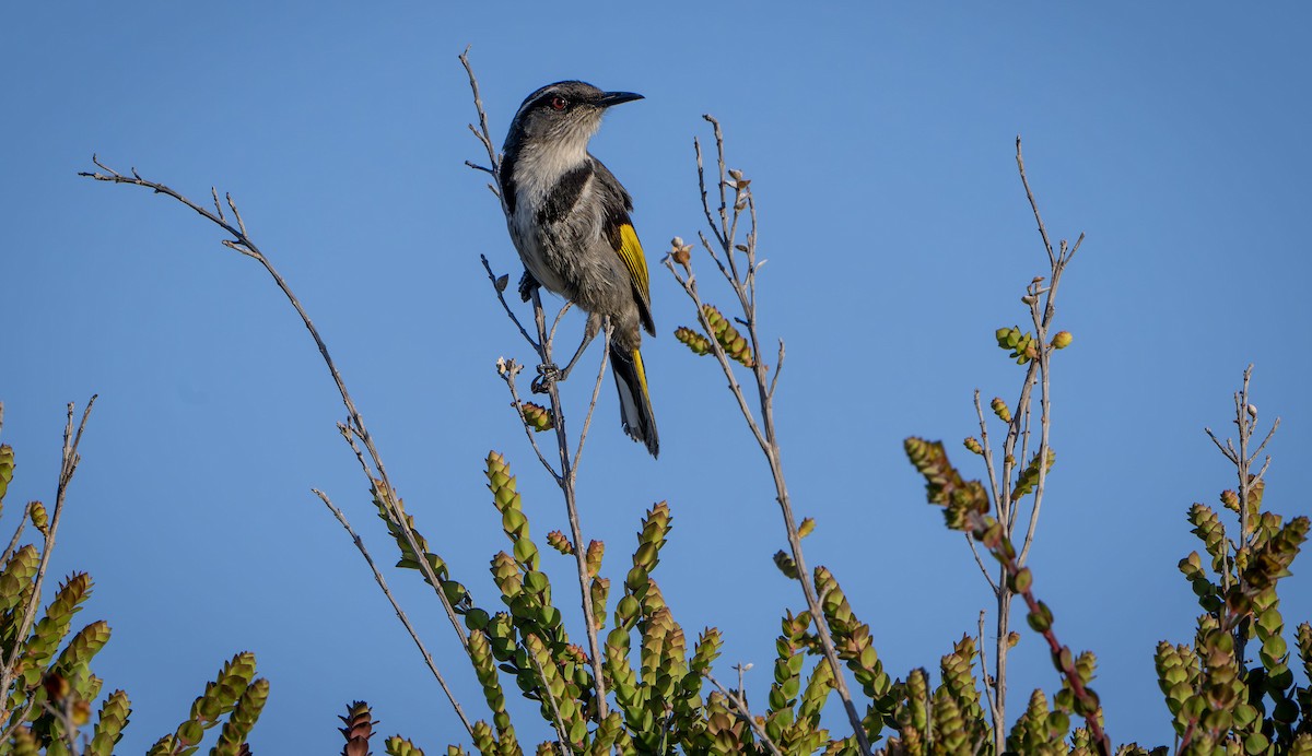 Goldflügel-Honigfresser - ML615773583