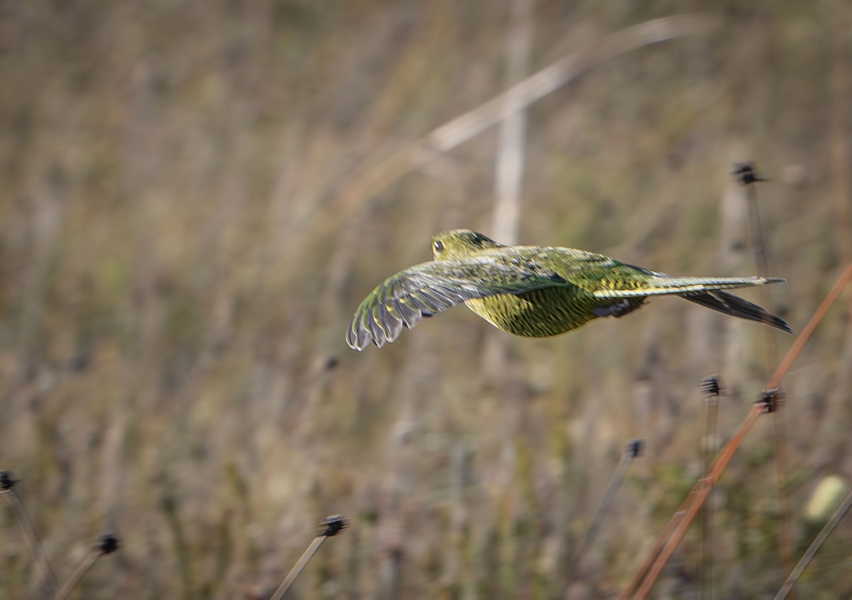 Erdsittich - ML615773586