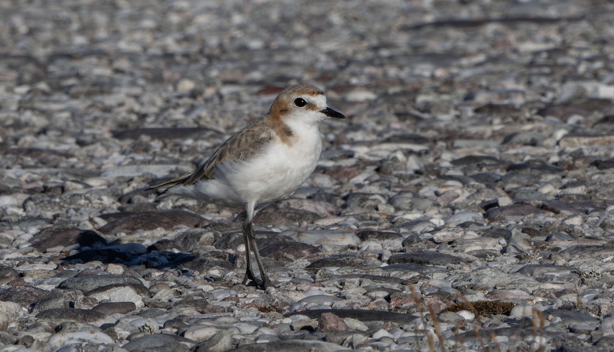 Red-capped Plover - Philip Griffin