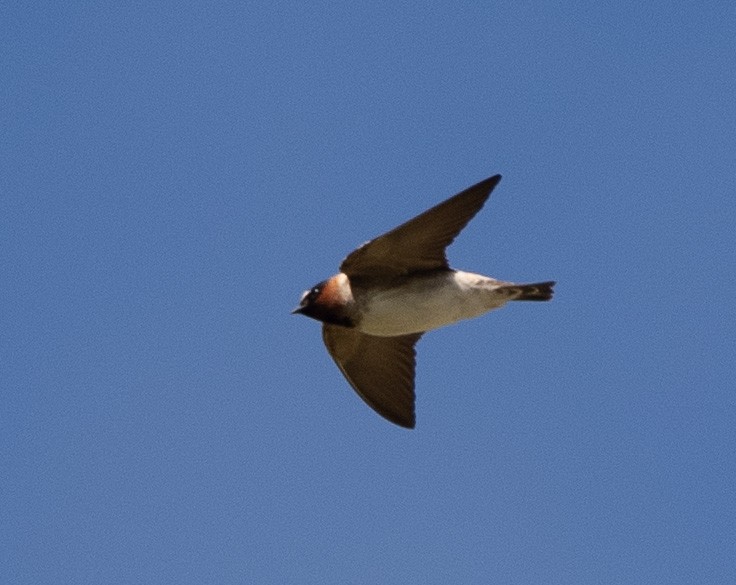 Cliff Swallow - Eric Goodill