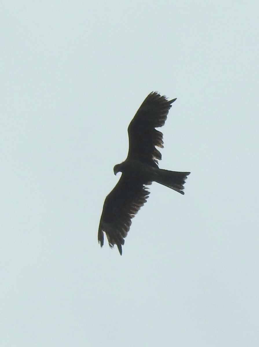 Black Kite - ML615773641