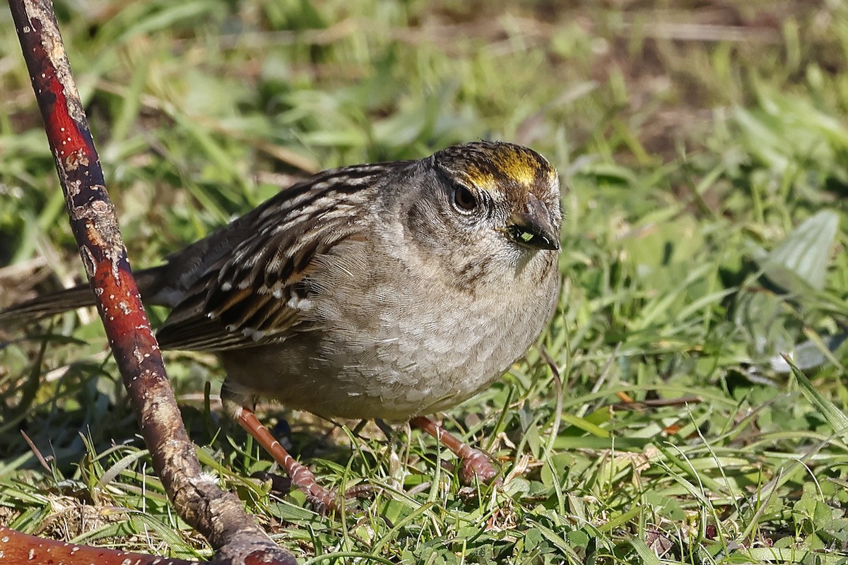 Golden-crowned Sparrow - ML615773677