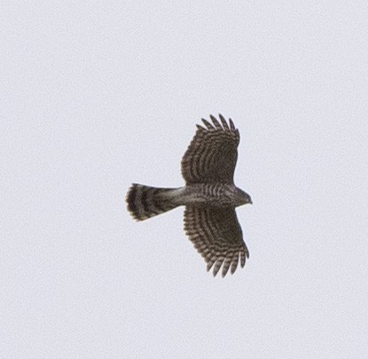 Cooper's Hawk - ML615773685