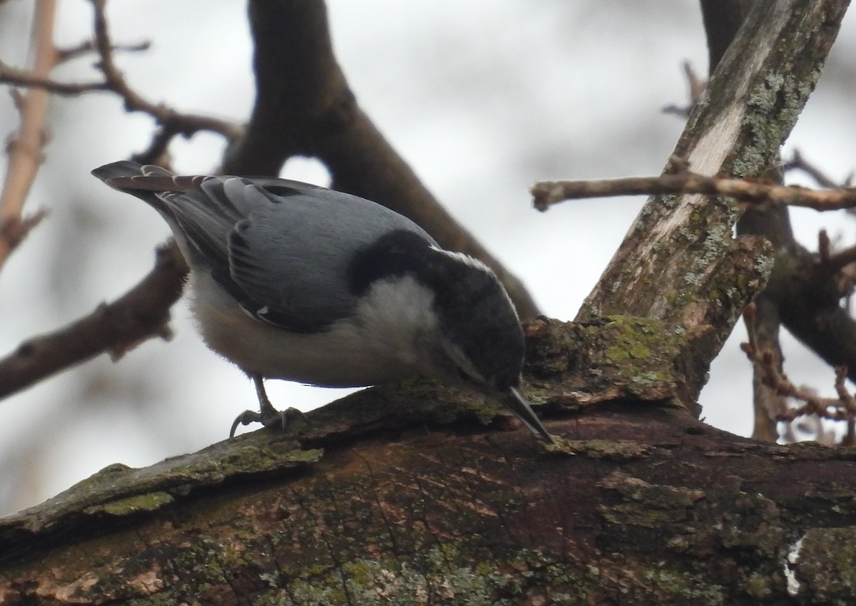 White-breasted Nuthatch - ML615773795