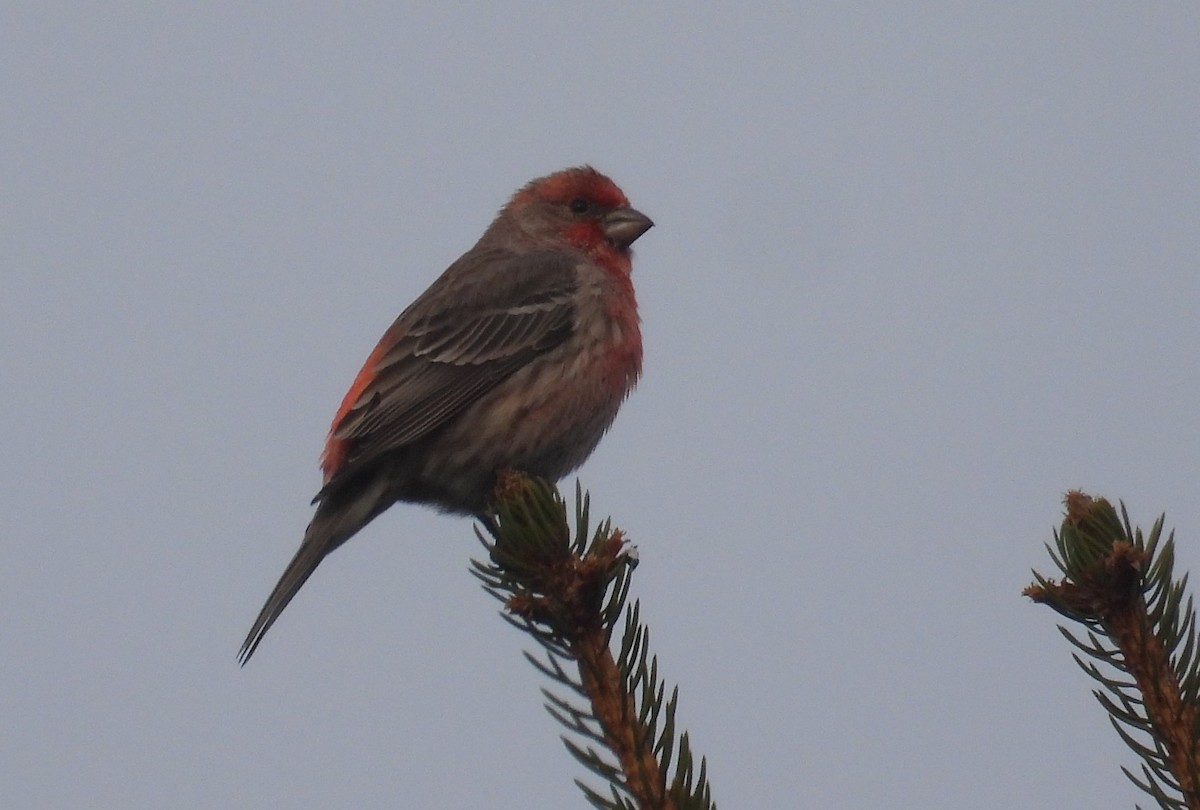 House Finch - ML615773809