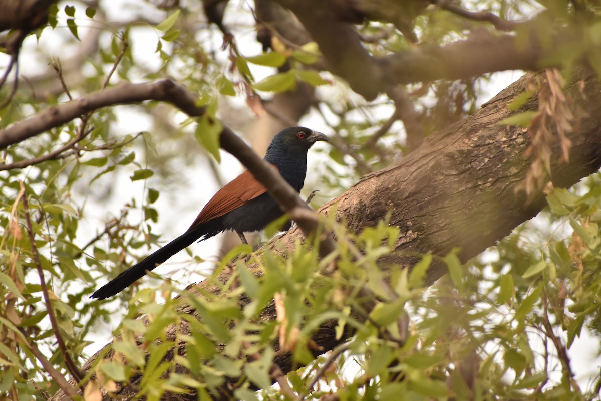 Greater Coucal - ML615773866