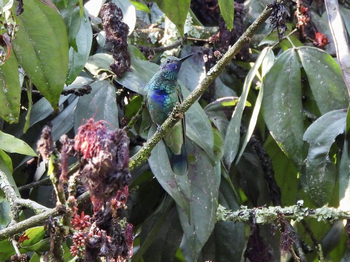 kolibřík modrolící - ML615773867