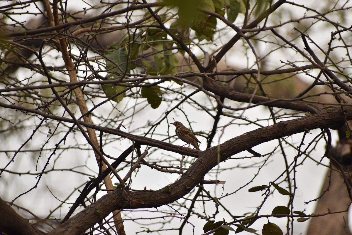 Olive-backed Pipit - ML615773873