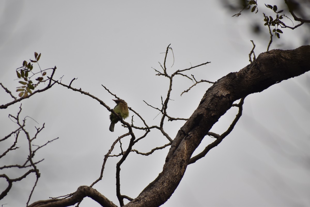 Brown-headed Barbet - ML615773876