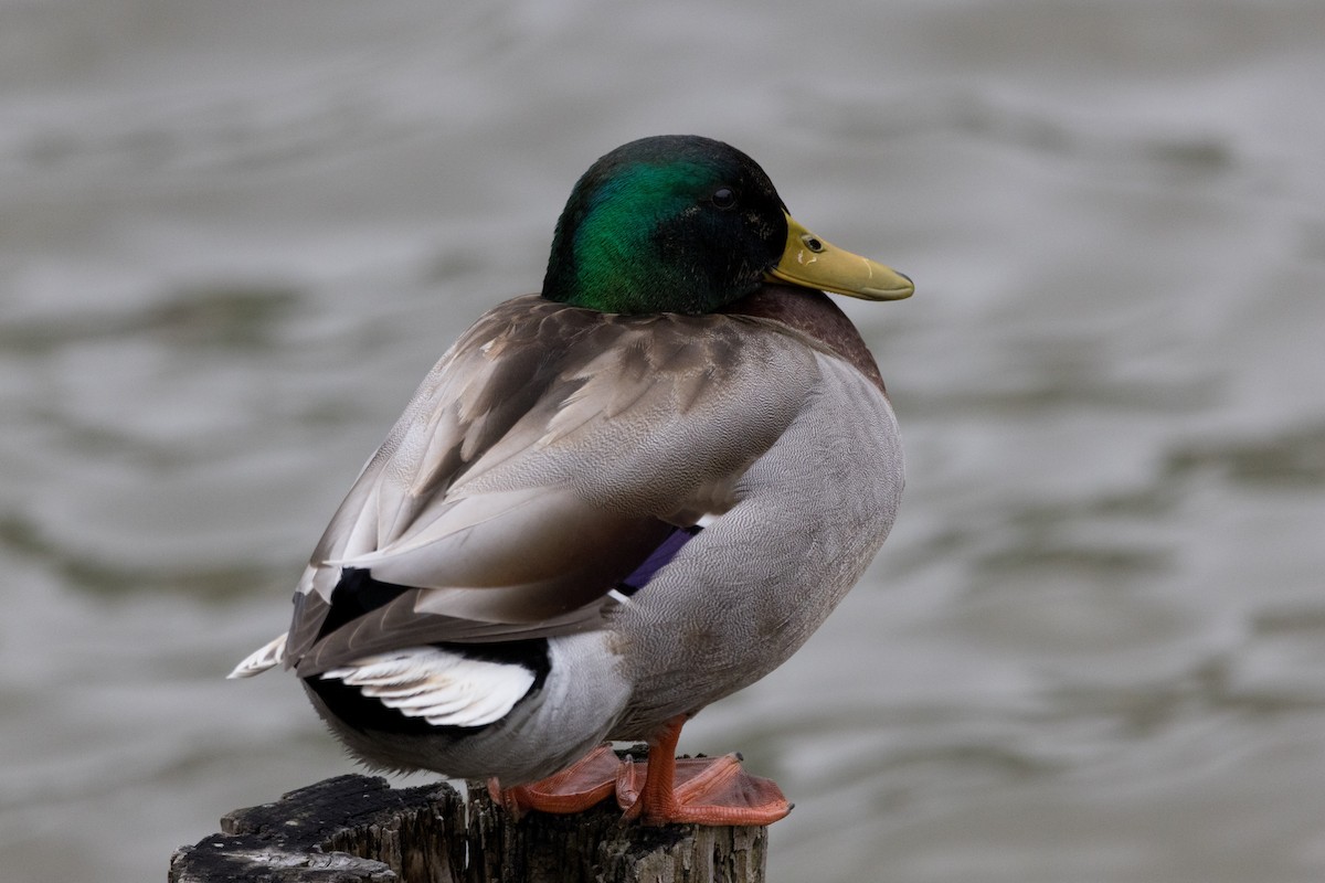 Mallard - ML615773910