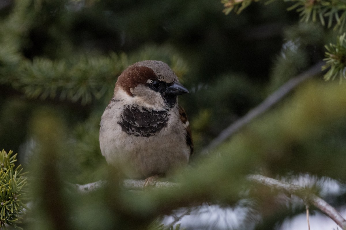 House Sparrow - ML615773916