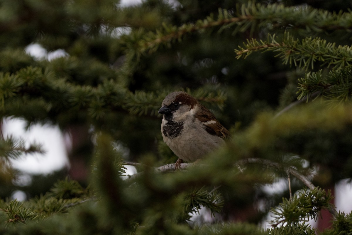 House Sparrow - ML615773917