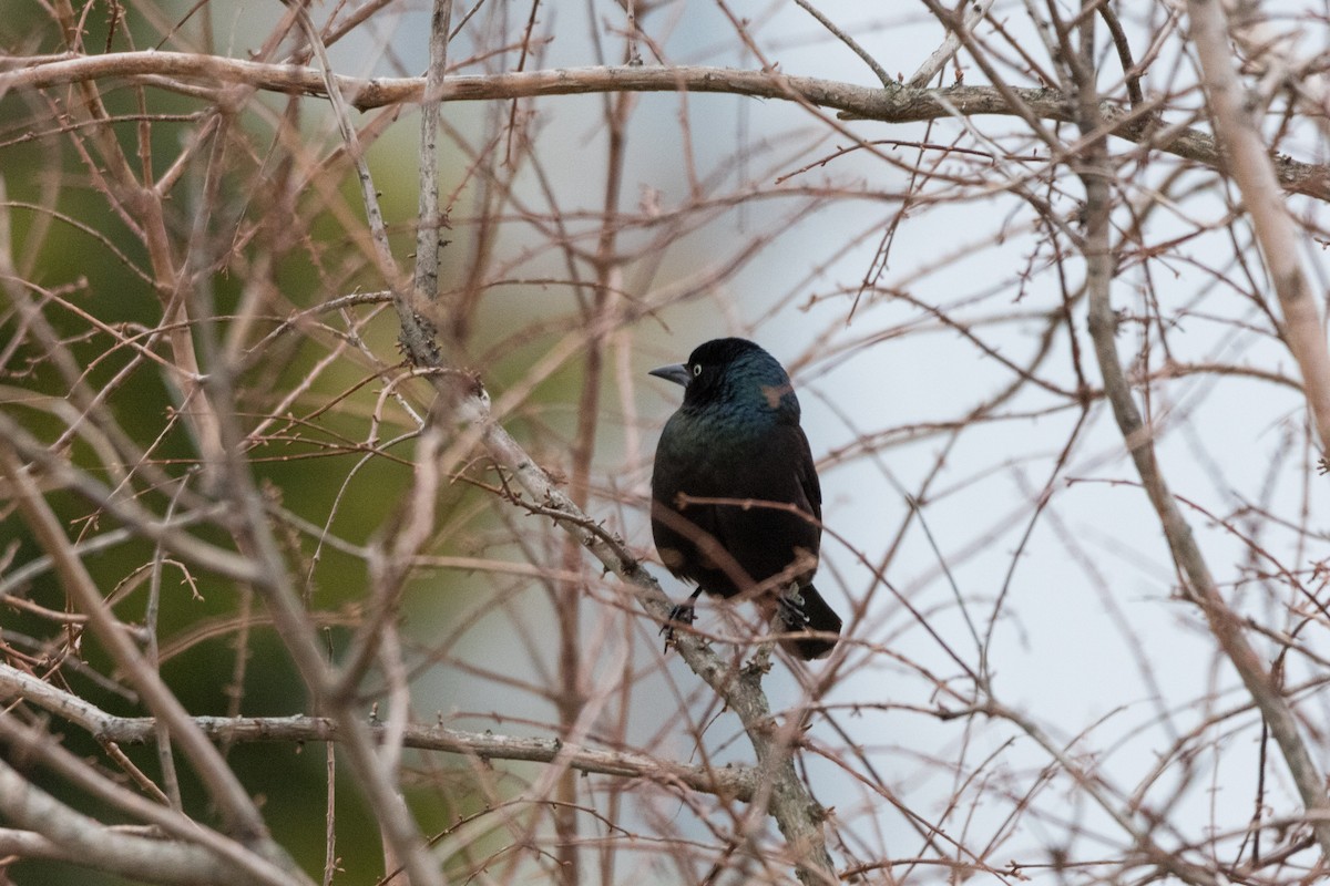 Common Grackle - ML615773918