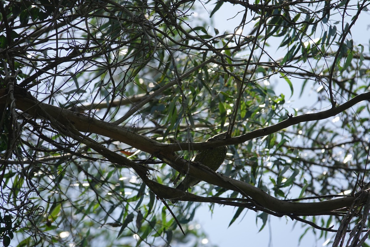 Зелёная птица-кошка - ML615773972