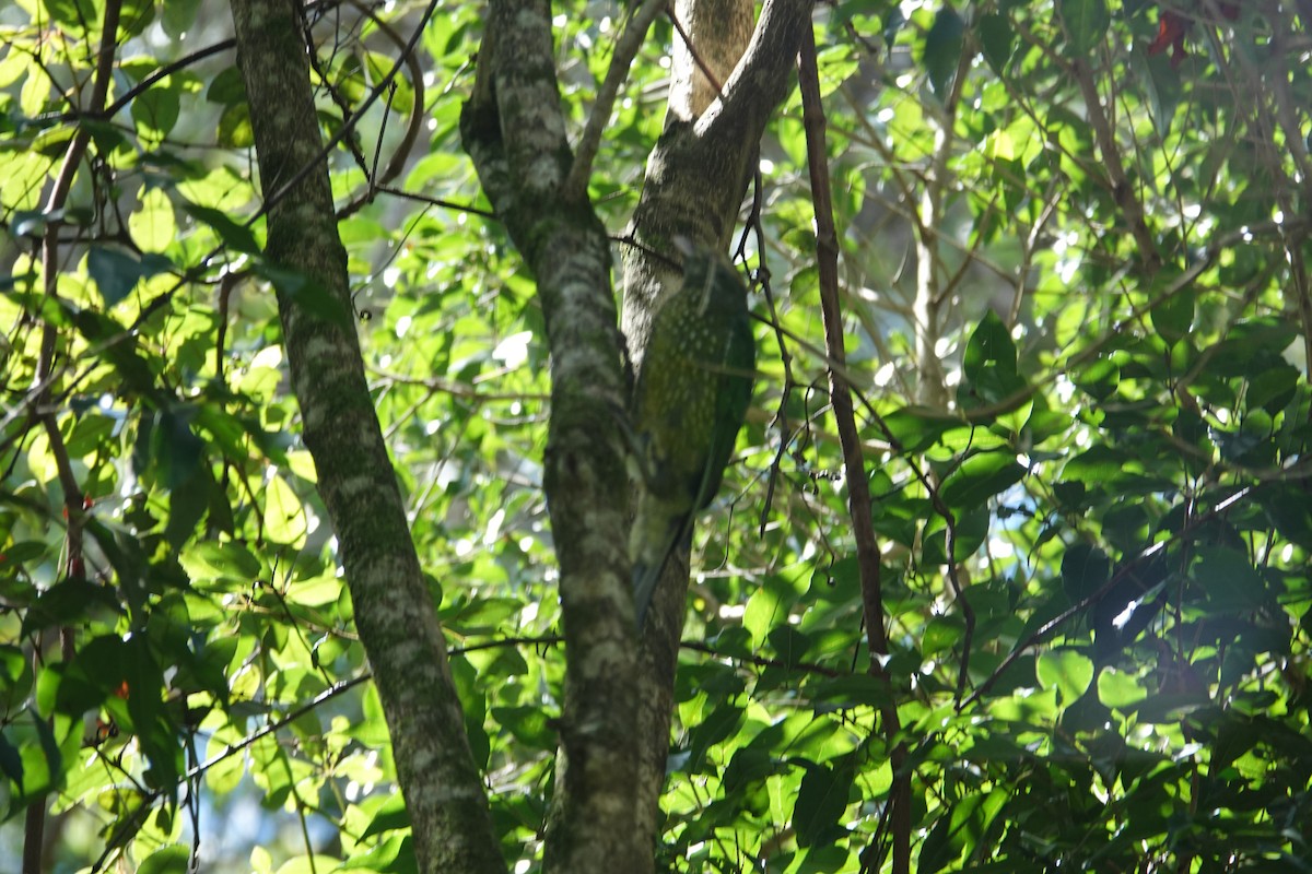 Зелёная птица-кошка - ML615773973