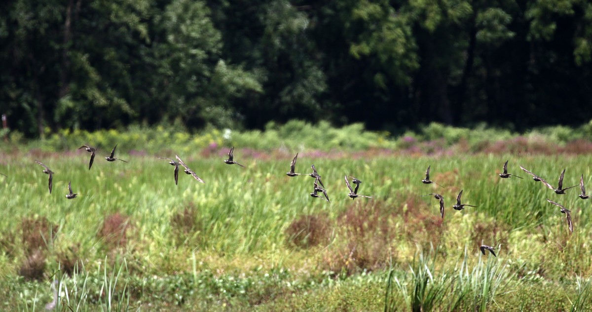 American Golden-Plover - ML615774009