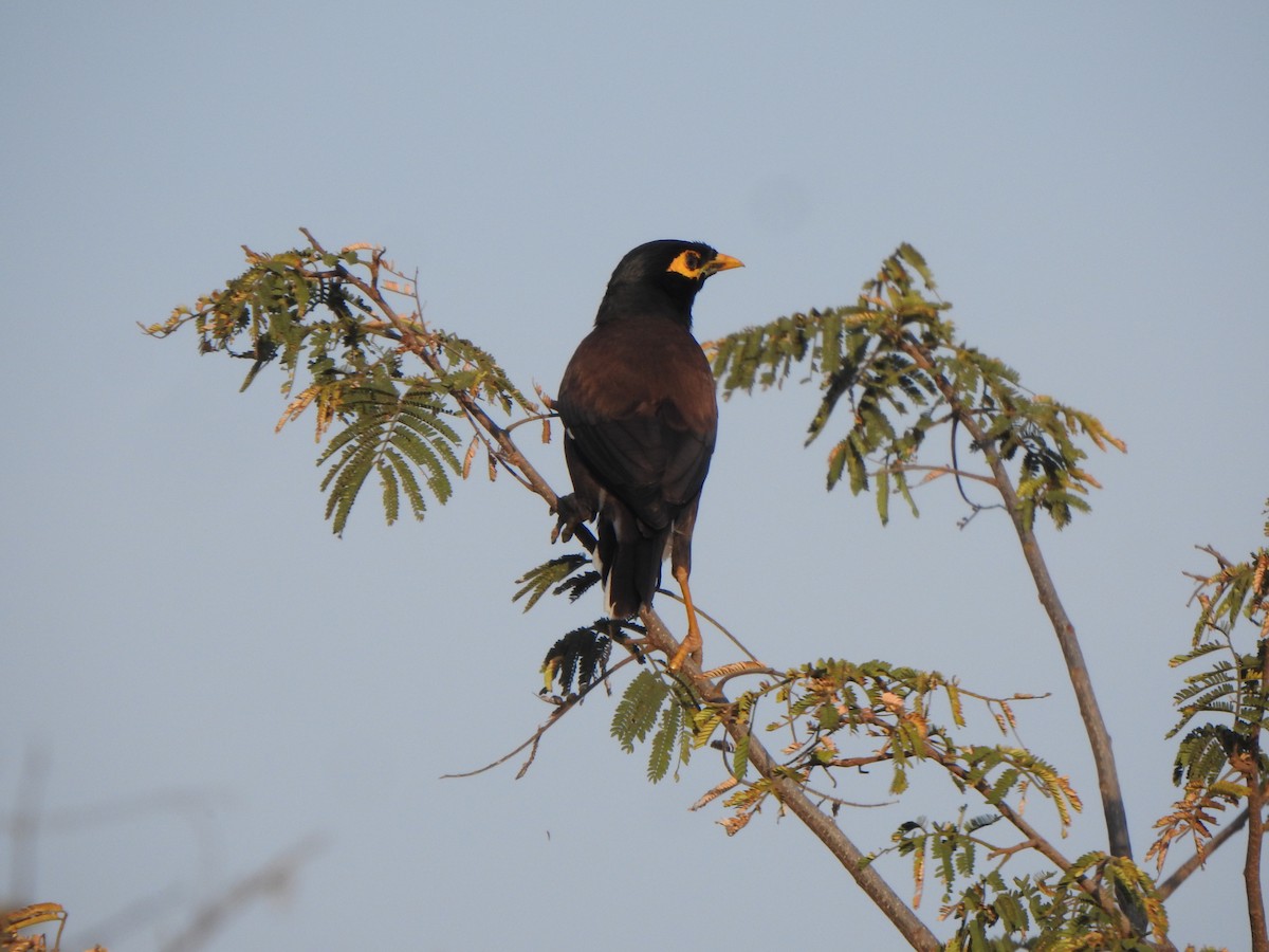 Common Myna - Arulvelan Thillainayagam