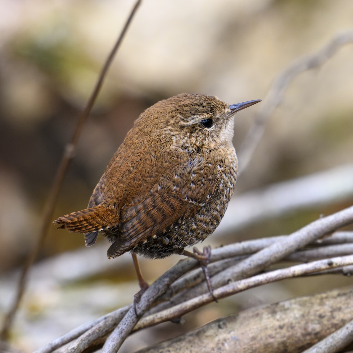 Winter Wren - Kav Eldredge