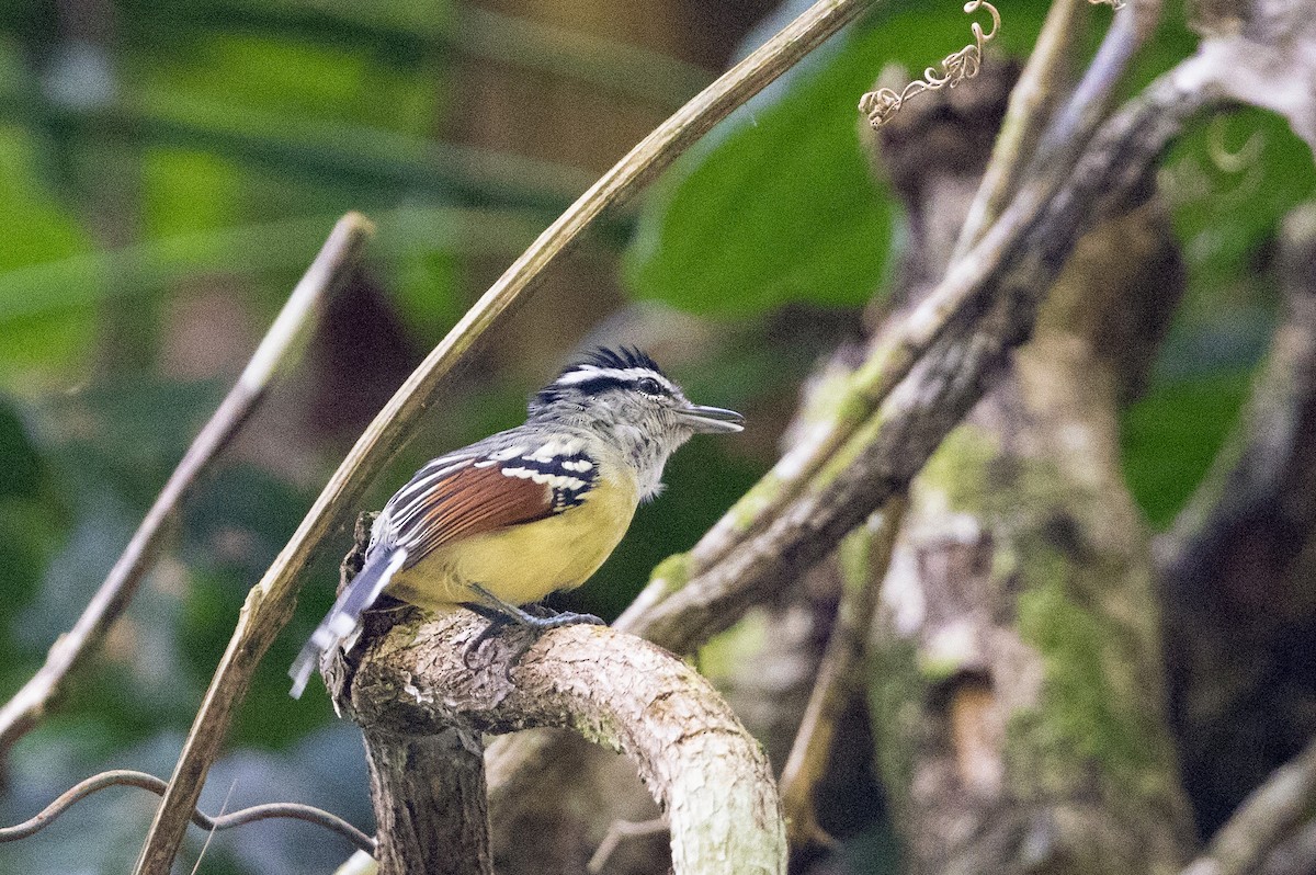 Rusty-winged Antwren - ML615774179