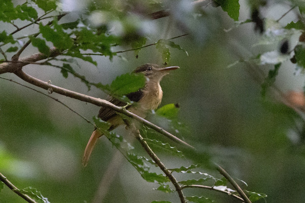 Tropical Royal Flycatcher (Northern) - ML615774193