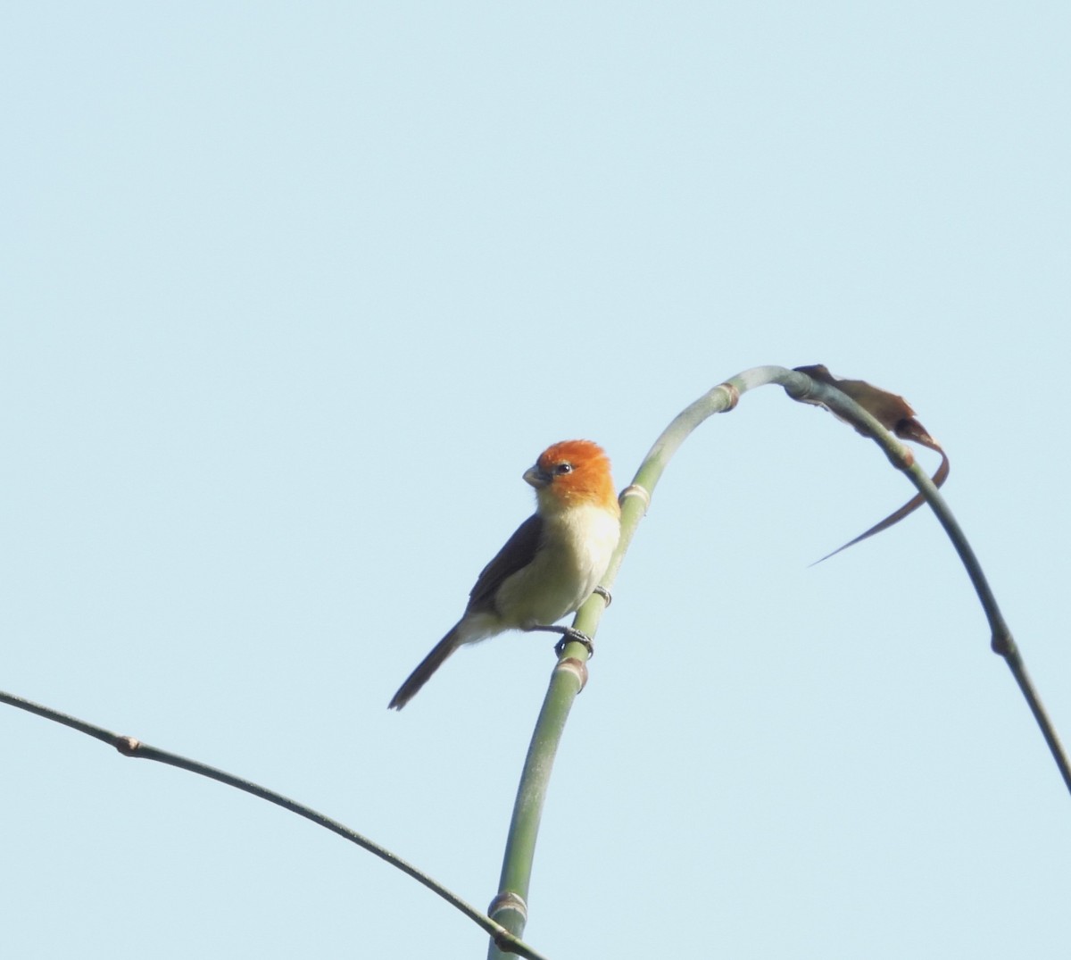 Rufous-headed Parrotbill - ML615774214