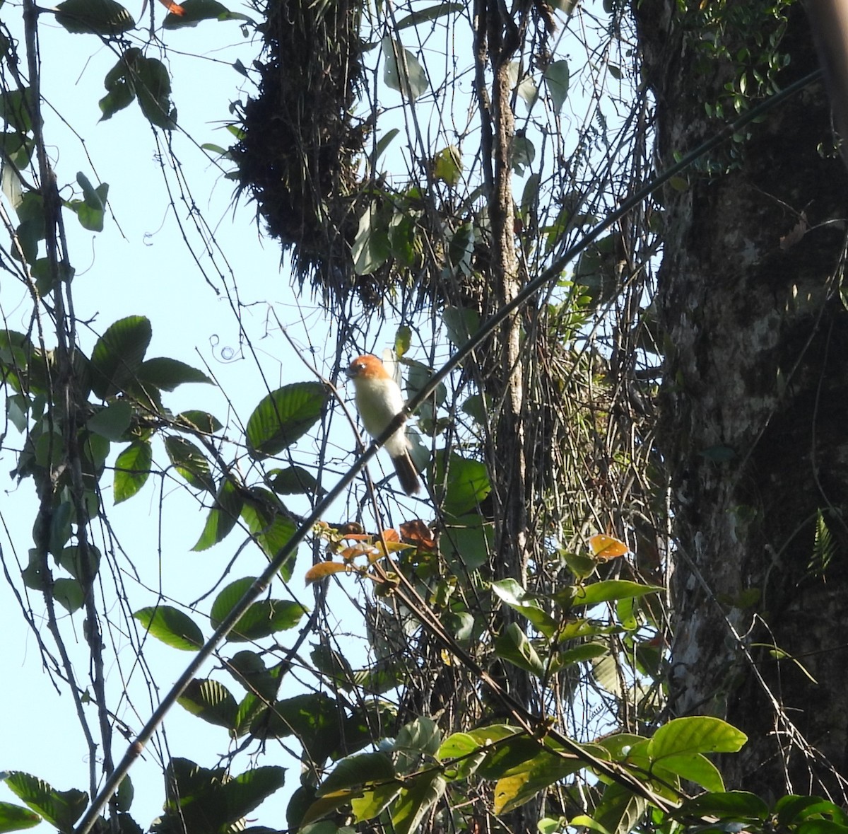 Rufous-headed Parrotbill - ML615774215