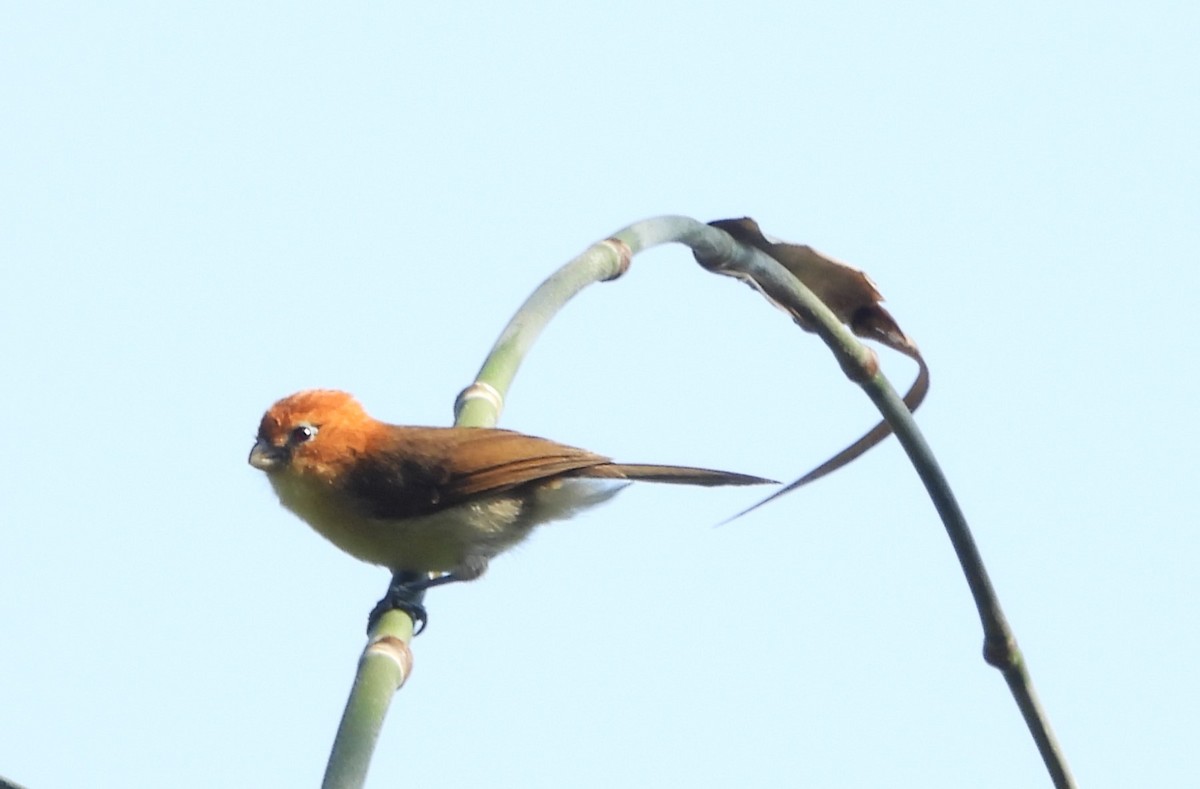 Rufous-headed Parrotbill - ML615774216