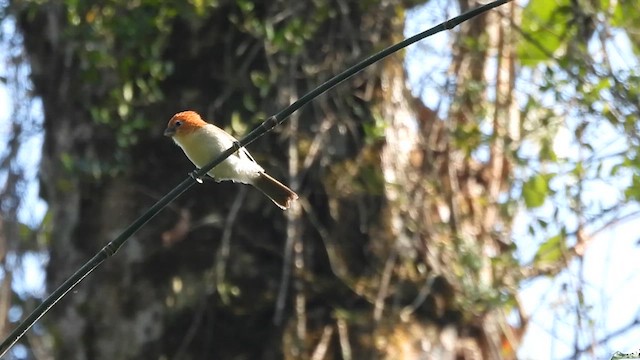 Paradoxornis de Baker - ML615774217