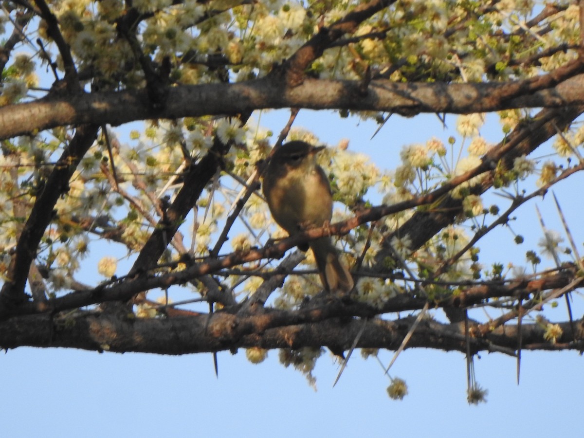 Sykes's Warbler - Arulvelan Thillainayagam