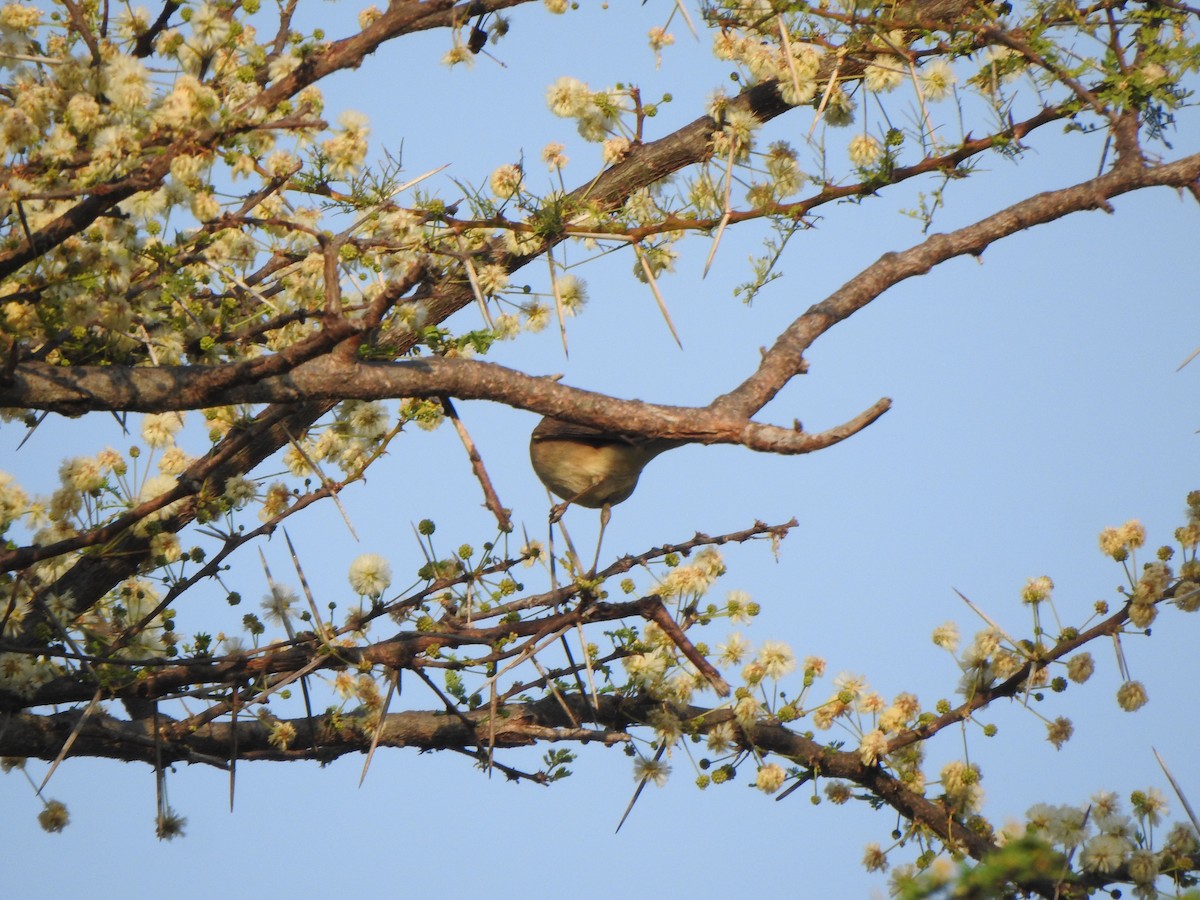 Sykes's Warbler - Arulvelan Thillainayagam